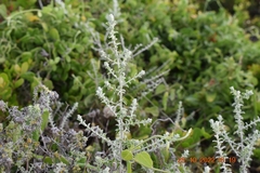 Plecostachys serpyllifolia