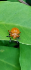 Podontia lutea