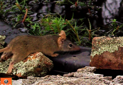 Antechinus flavipes