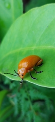 Podontia lutea