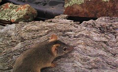 Antechinus flavipes