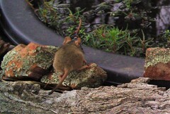 Antechinus flavipes