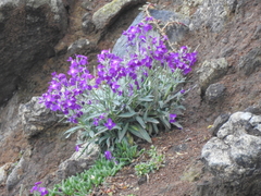 Matthiola incana incana