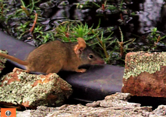 Antechinus flavipes