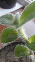 Tradescantia sillamontana
