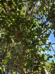 Tinadendron noumeanum