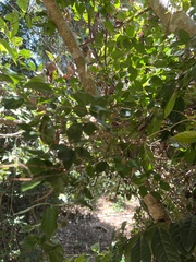 Tinadendron noumeanum