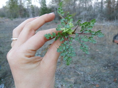 Sceptridium lunarioides