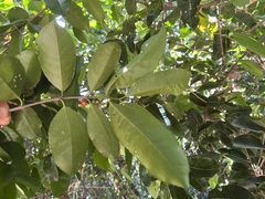 Elaeodendron curtipendulum
