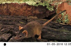 Antechinus flavipes