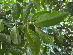 Elaeodendron curtipendulum