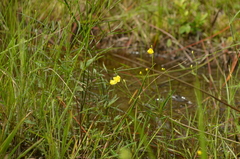 Utricularia striata