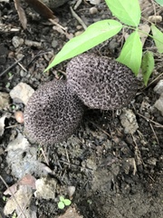 Strobilomyces