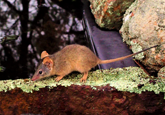 Antechinus flavipes