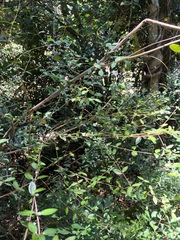 Tinadendron noumeanum