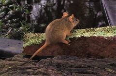 Antechinus flavipes