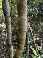 Tinadendron noumeanum