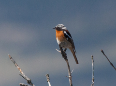 Phoenicurus erythronotus