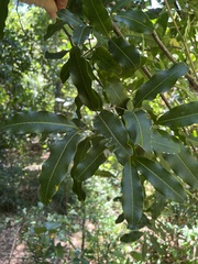 Neoarytera chartacea