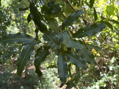 Neoarytera chartacea
