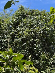 Stigmaphyllon discolor