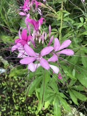 Cleome houtteana