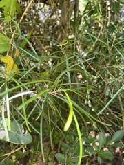 Sarcomelicope leiocarpa