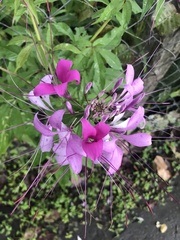 Cleome houtteana