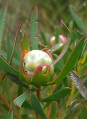 Leucadendron
