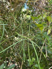 Sarcomelicope leiocarpa