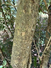 Tinadendron noumeanum