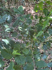 Micromelum minutum