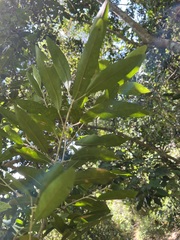 Sarcomelicope leiocarpa