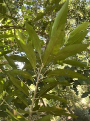 Sarcomelicope leiocarpa