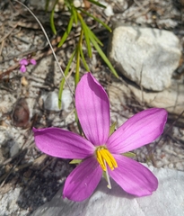 Chironia jasminoides