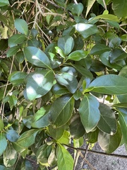 Tinadendron noumeanum