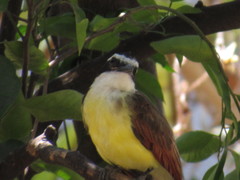 Pitangus sulphuratus