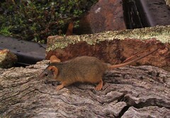 Antechinus flavipes