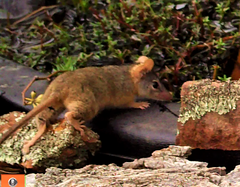 Antechinus flavipes