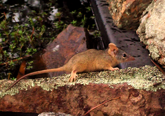 Antechinus flavipes