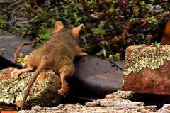Antechinus flavipes
