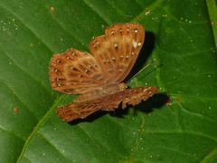 Zemeros flegyas allica
