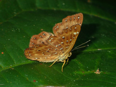 Zemeros flegyas allica