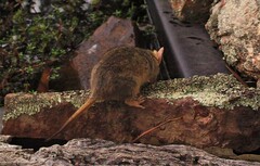 Antechinus flavipes