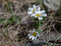 Callianthemum sajanense