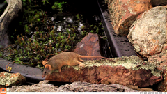 Antechinus flavipes