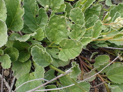 Hermannia althaeifolia