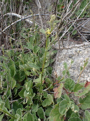 Hermannia althaeifolia