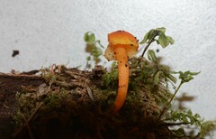 Hygrocybe constans