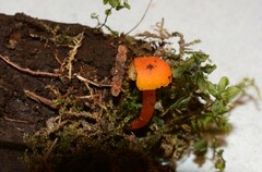 Hygrocybe constans